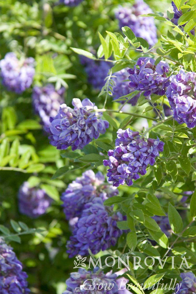 Wisteria | Amethyst Falls American Wisteria