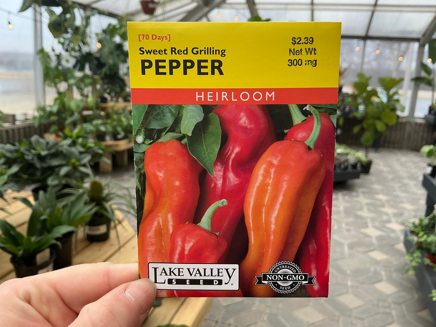 Capsicum | Sweet - Pepper Seed