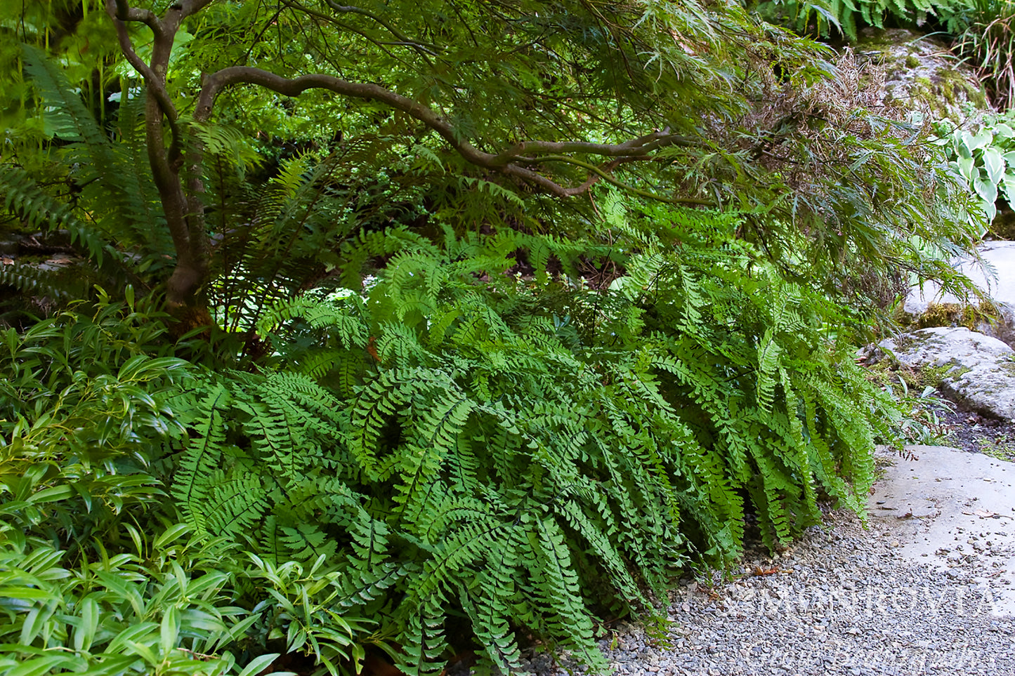 Adiantum | American Maidenhair Fern