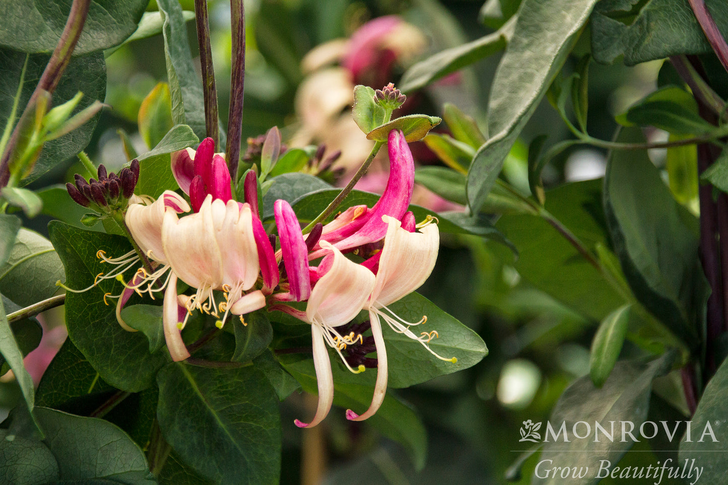Lonicera | Peaches & Cream Honeysuckle