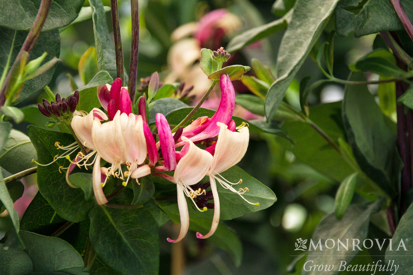 Lonicera | Peaches & Cream Honeysuckle - 1 Gallon