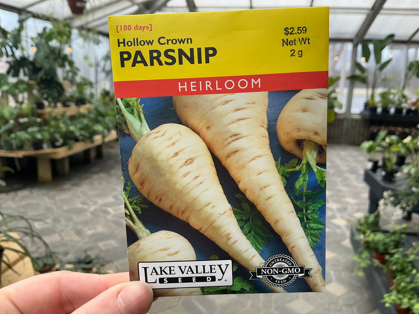 Pastinaca | Parsnip Seed