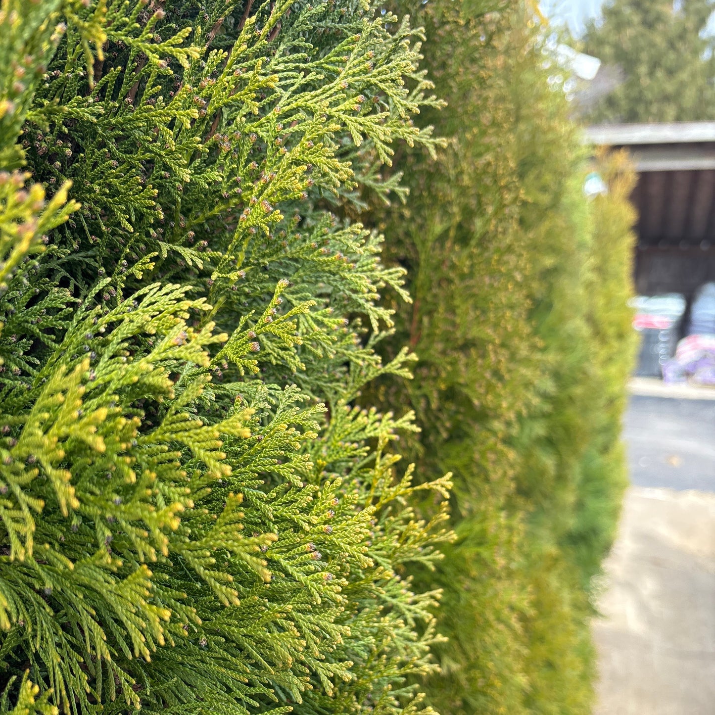 Thuja | Emerald Green Arborvitae | Natural - 3 Gallon