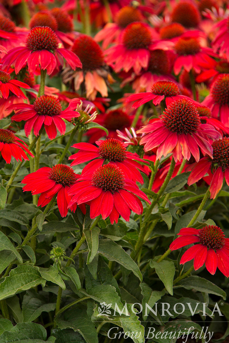 Echinacea | Sombrero Coneflower | Salsa Red - 2 Gallon