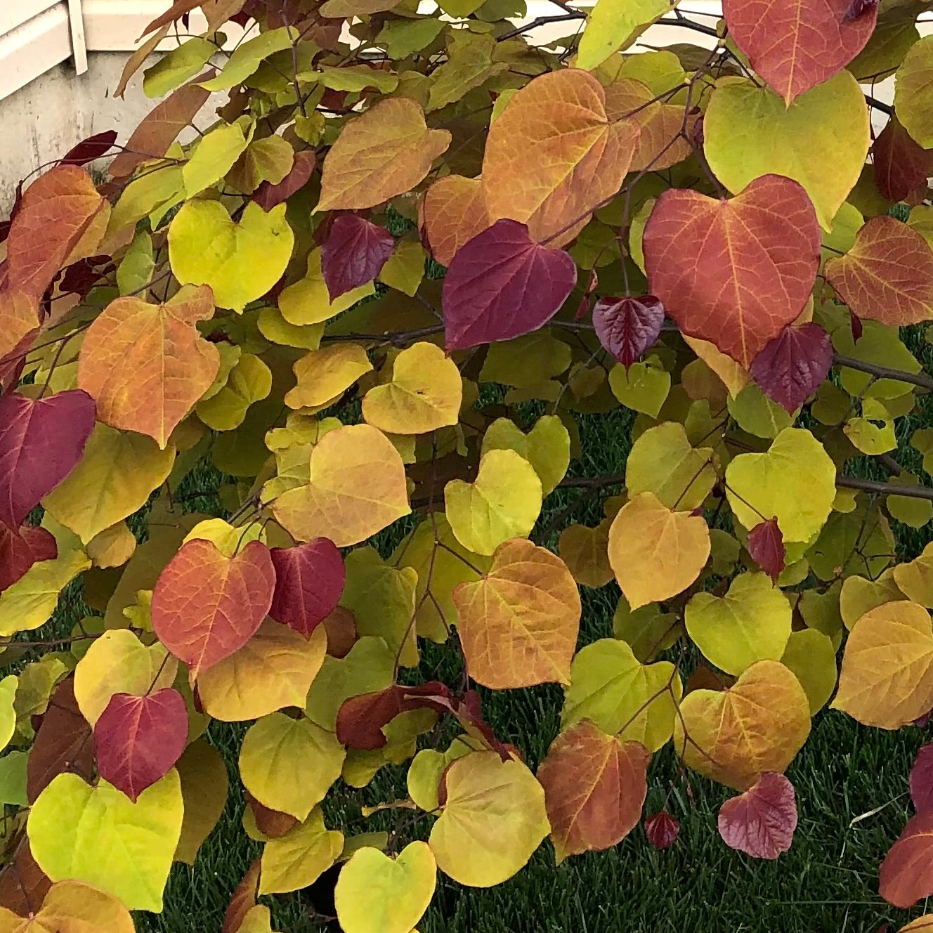 Cercis | Flame Thrower Redbud - 15 Gallon