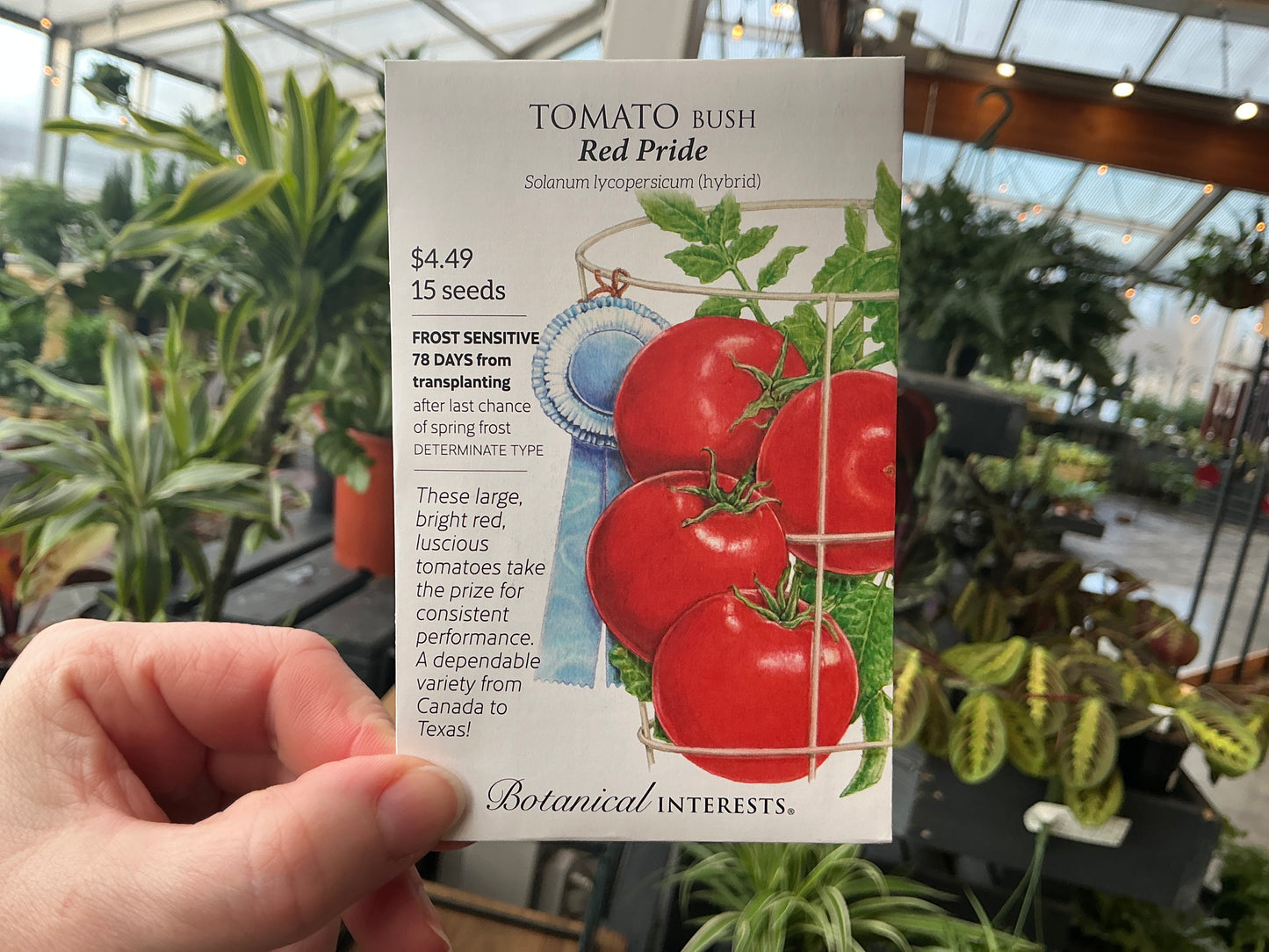 Solanum | Bush - Tomato Seed