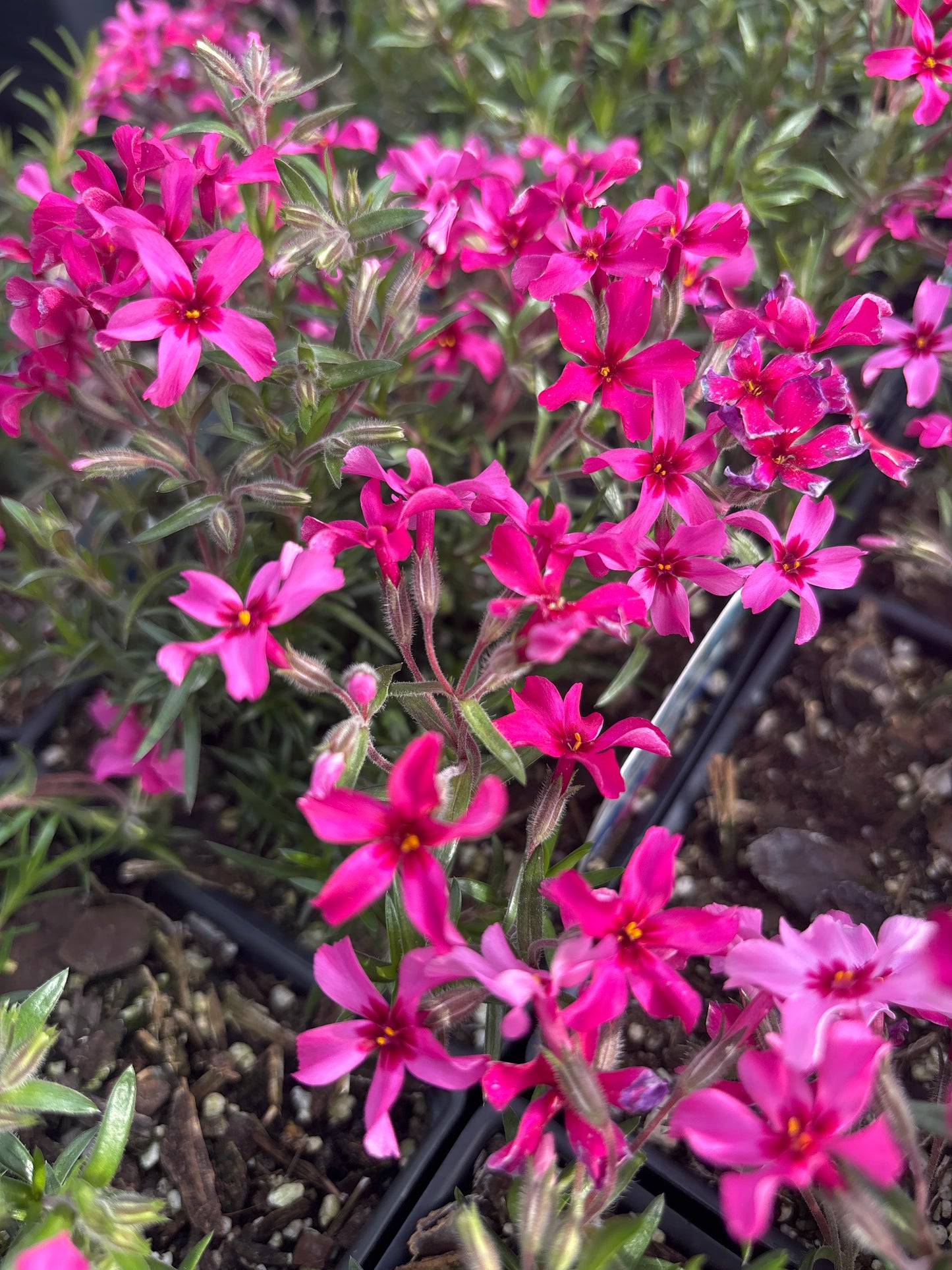 Phlox | Red Wings Creeping Phlox