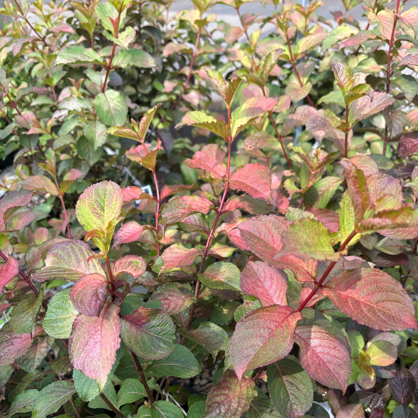 Weigela | Midnight Sun Weigela