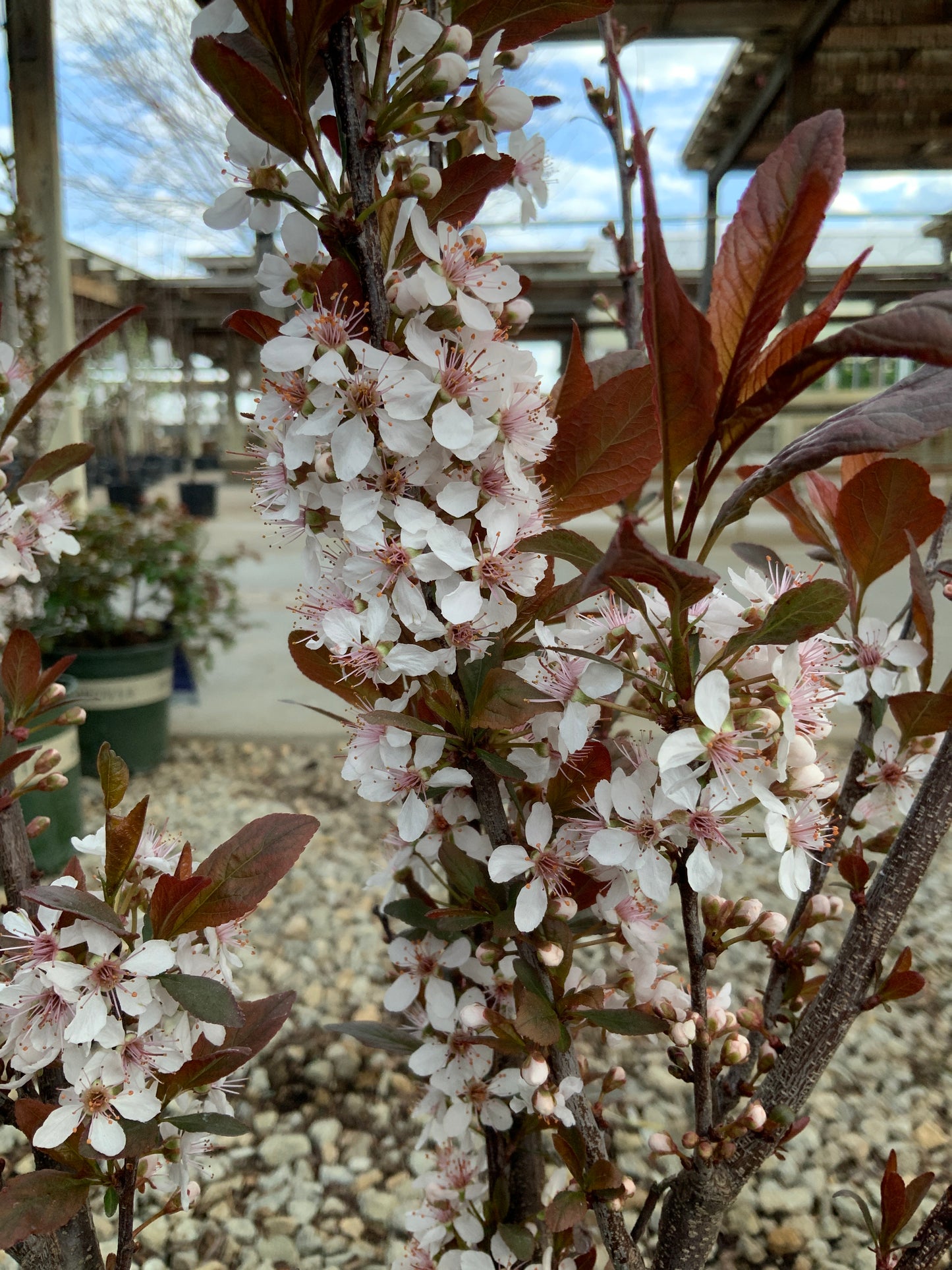 Prunus | Darkstar Purple Leaf Sandcherry