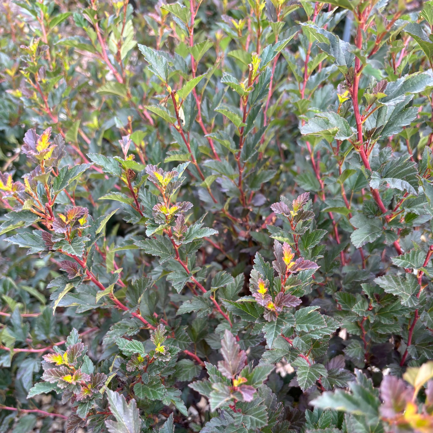 Physocarpus | Tiny Wine Ninebark