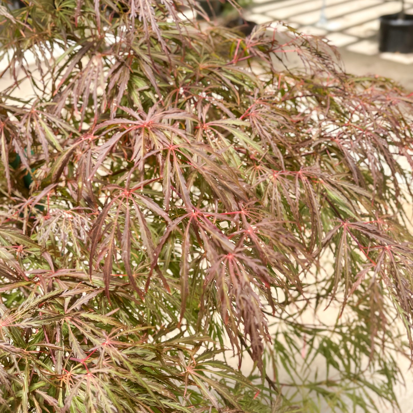 Acer | Crimson Queen Japanese Maple - 5 Gallon