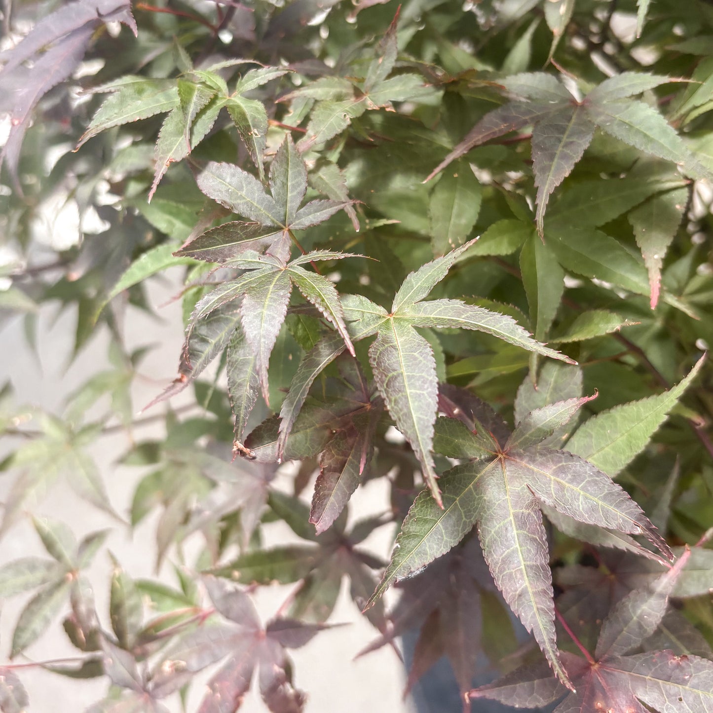 Acer | Rhode Island Red Japanese Maple - 3 Gallon