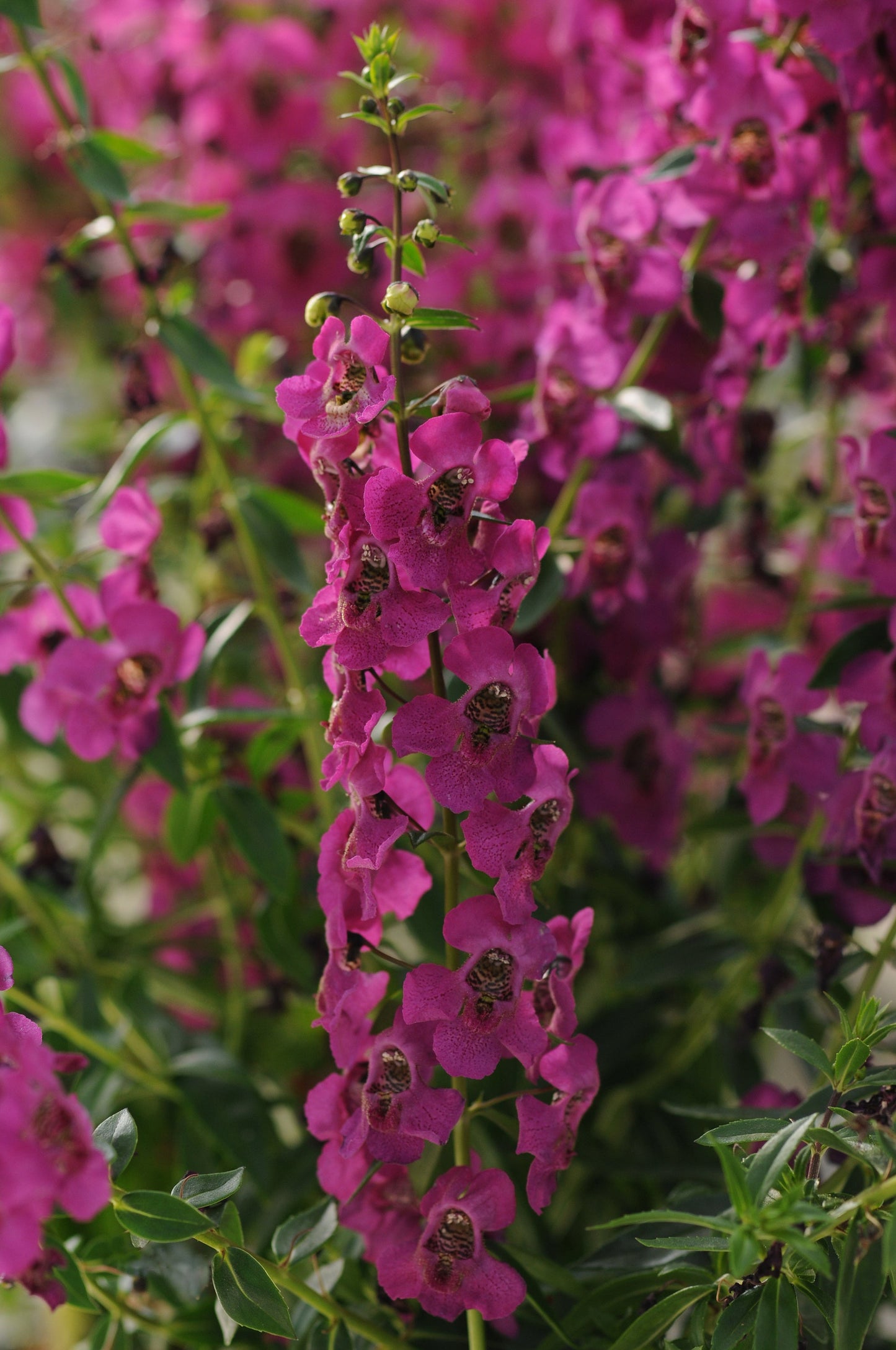 Angelonia | Archangel - 3 Quart
