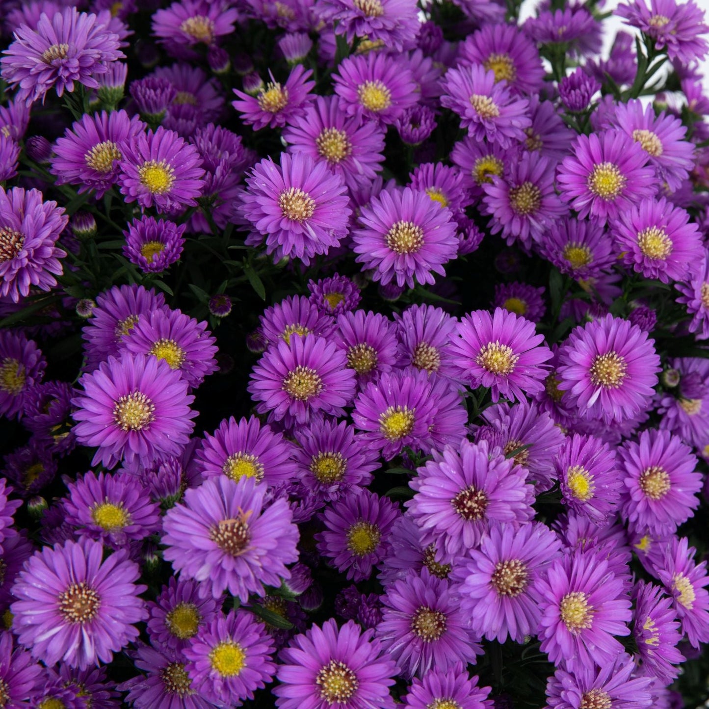 Aster | Magic Purple - 1 Quart