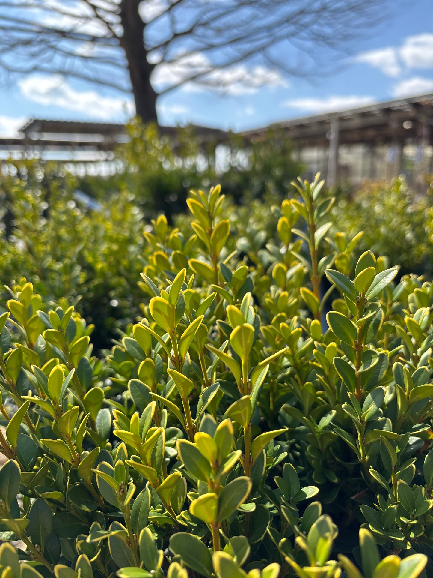 Buxus | Green Mountain Boxwood | Cone - 5 Gallon