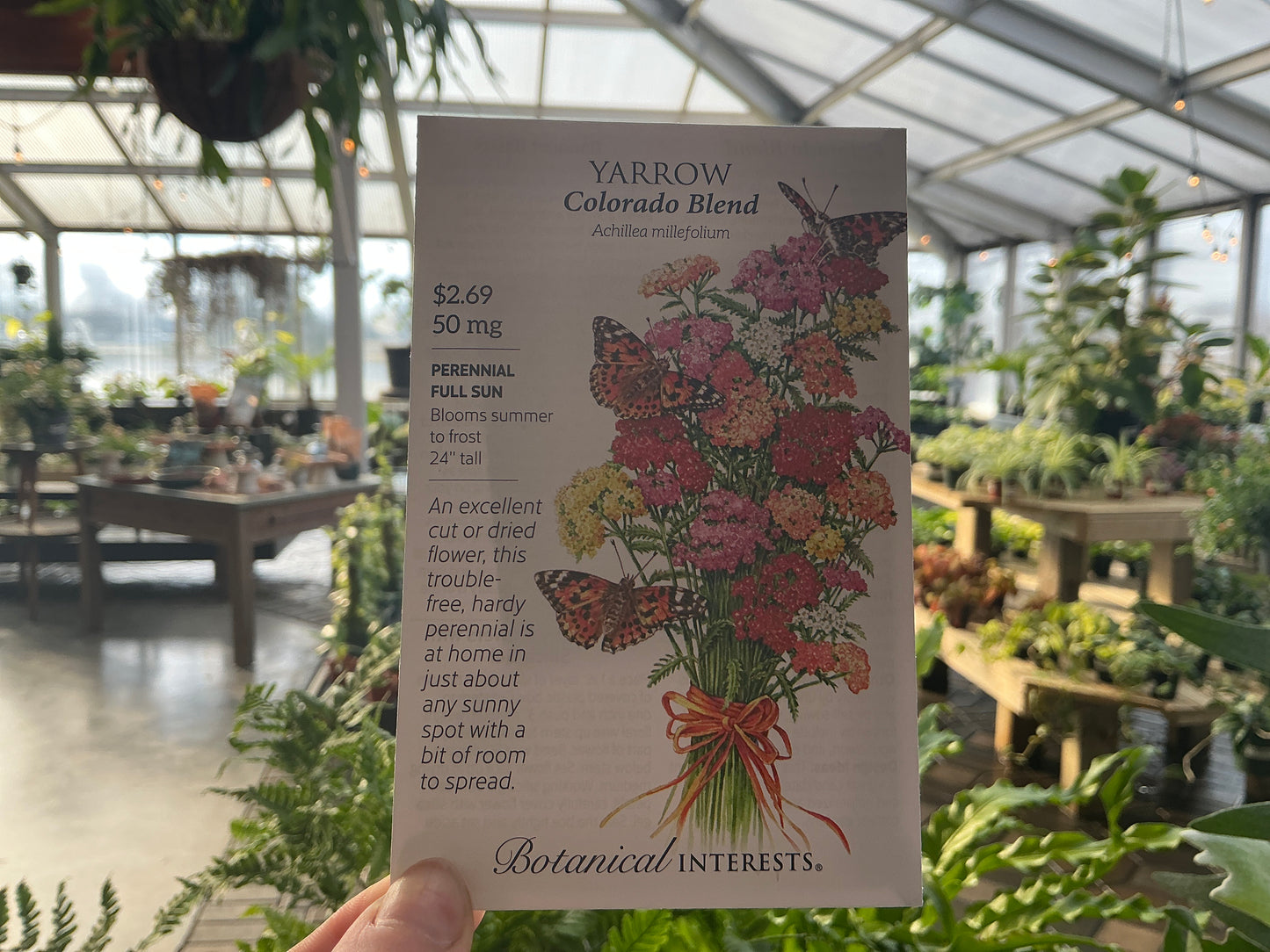 Achillea | Yarrow Seed