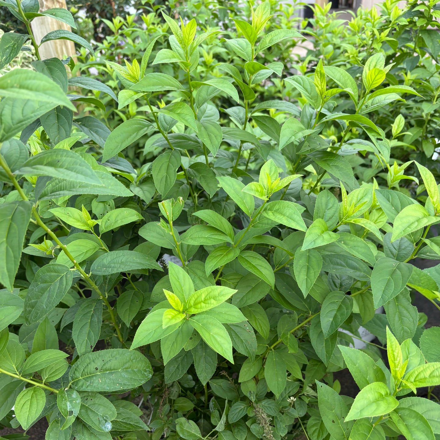 Itea | Fizzy Mizzy Sweetspire