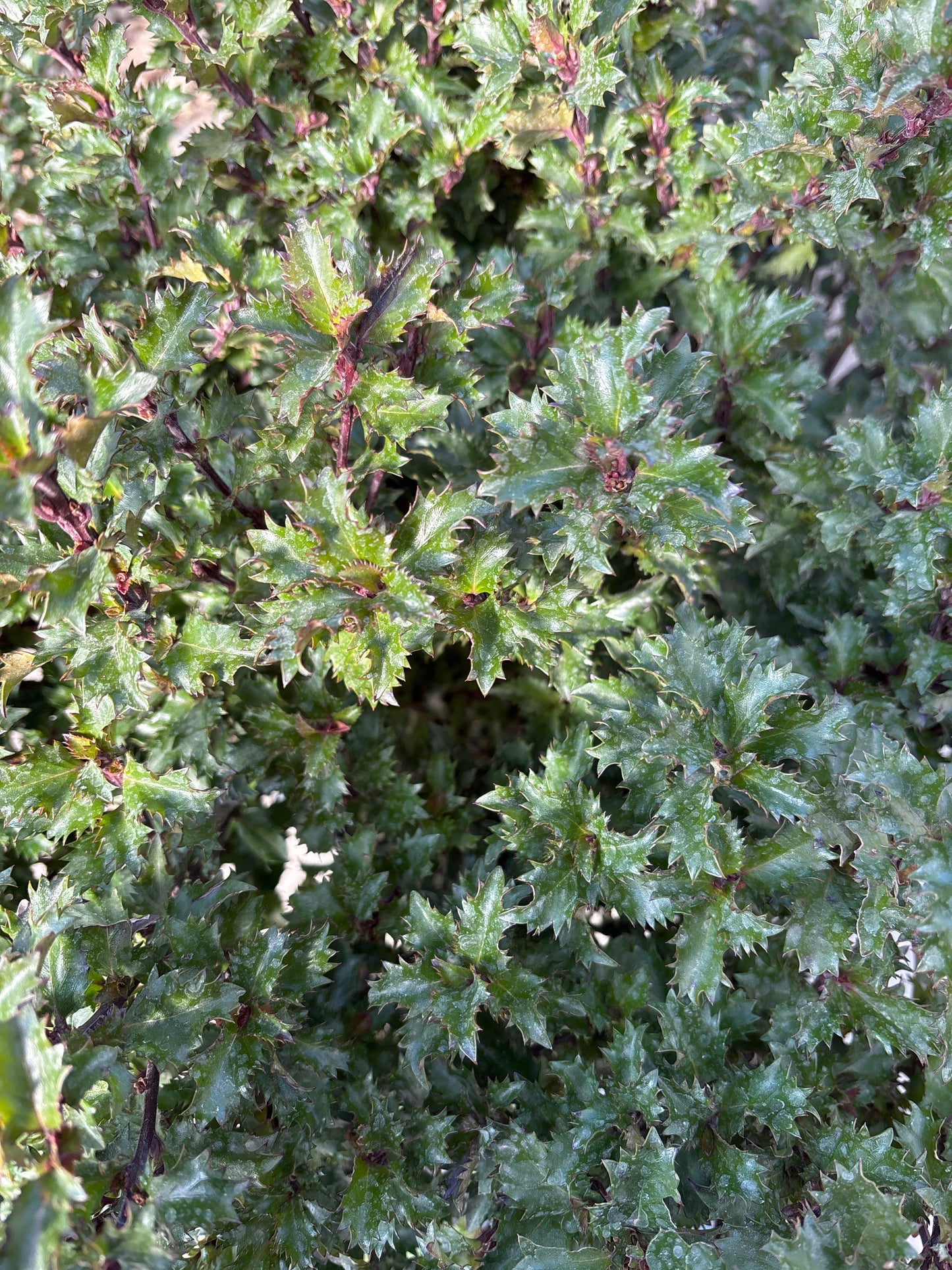 Ilex | Emerald Magic Blue Holly - 2 Gallon