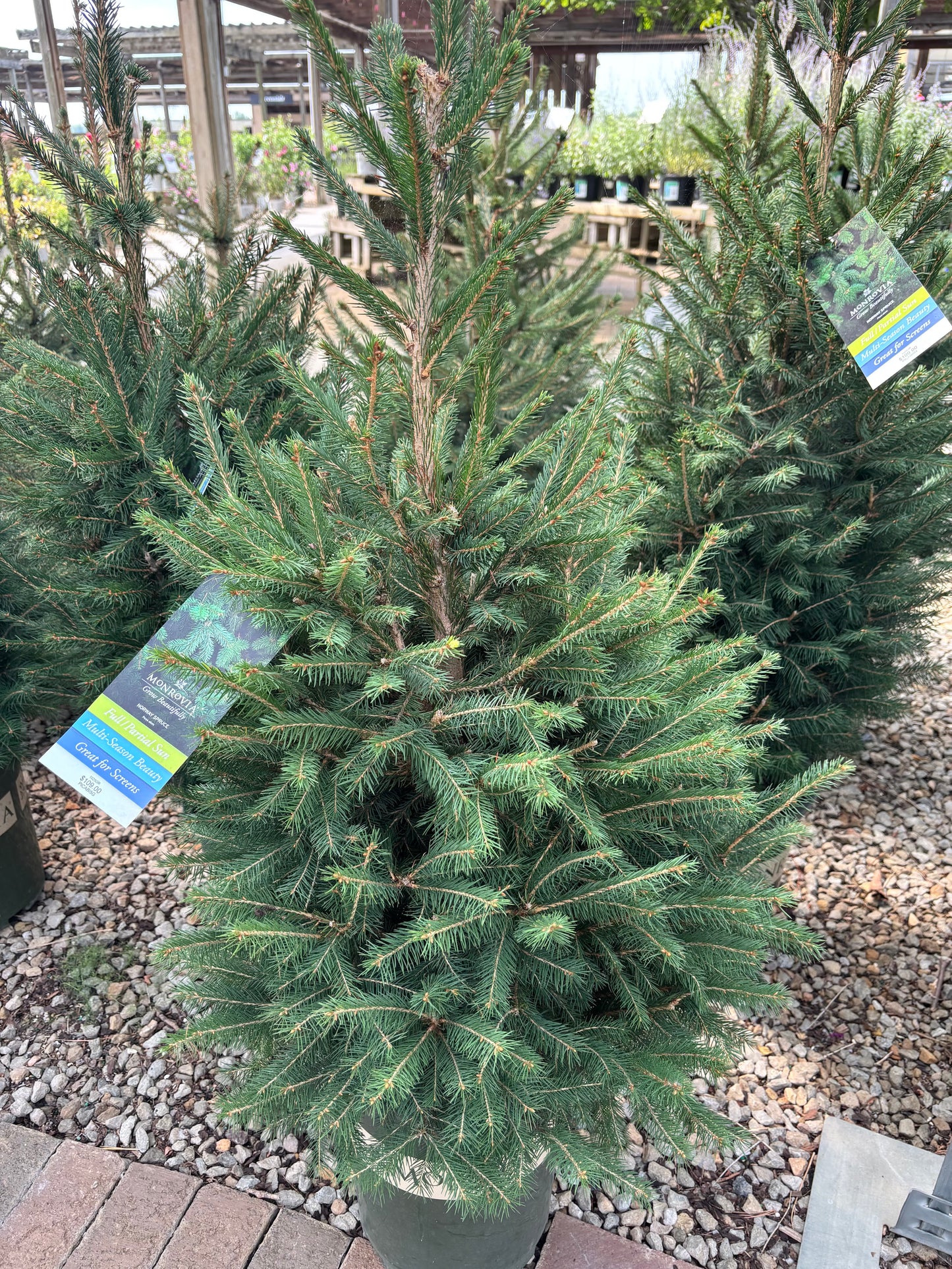 Picea | Norway Spruce
