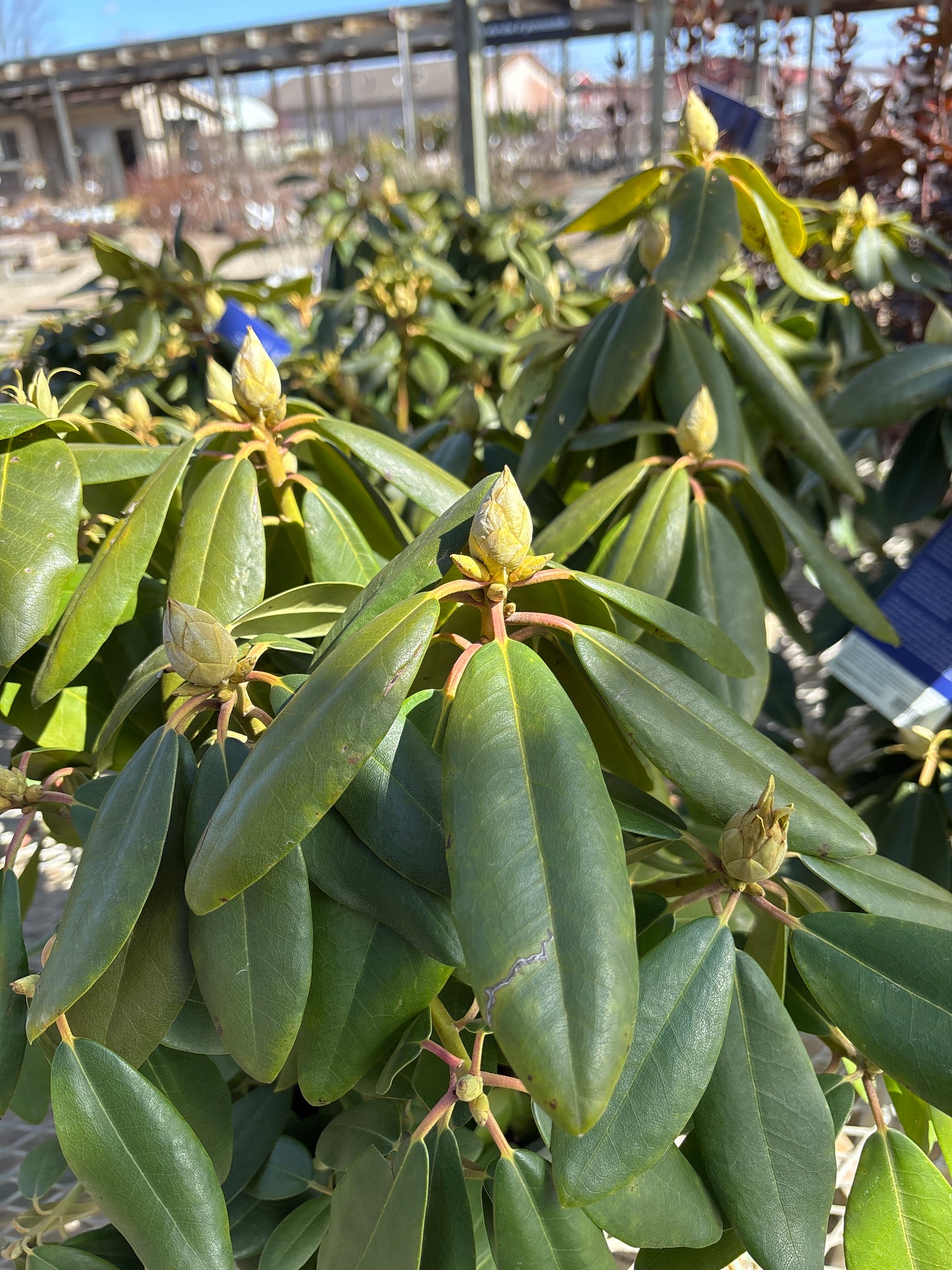 Rhododendron | Boursault Rhododendron