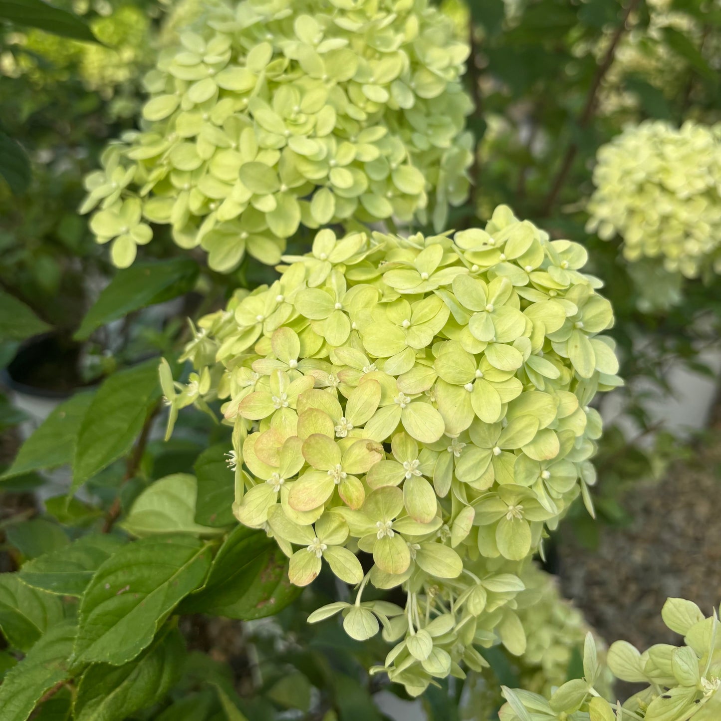 Hydrangea | Little Lime Panicle Hydrangea | Tree Form - 3 Gallon