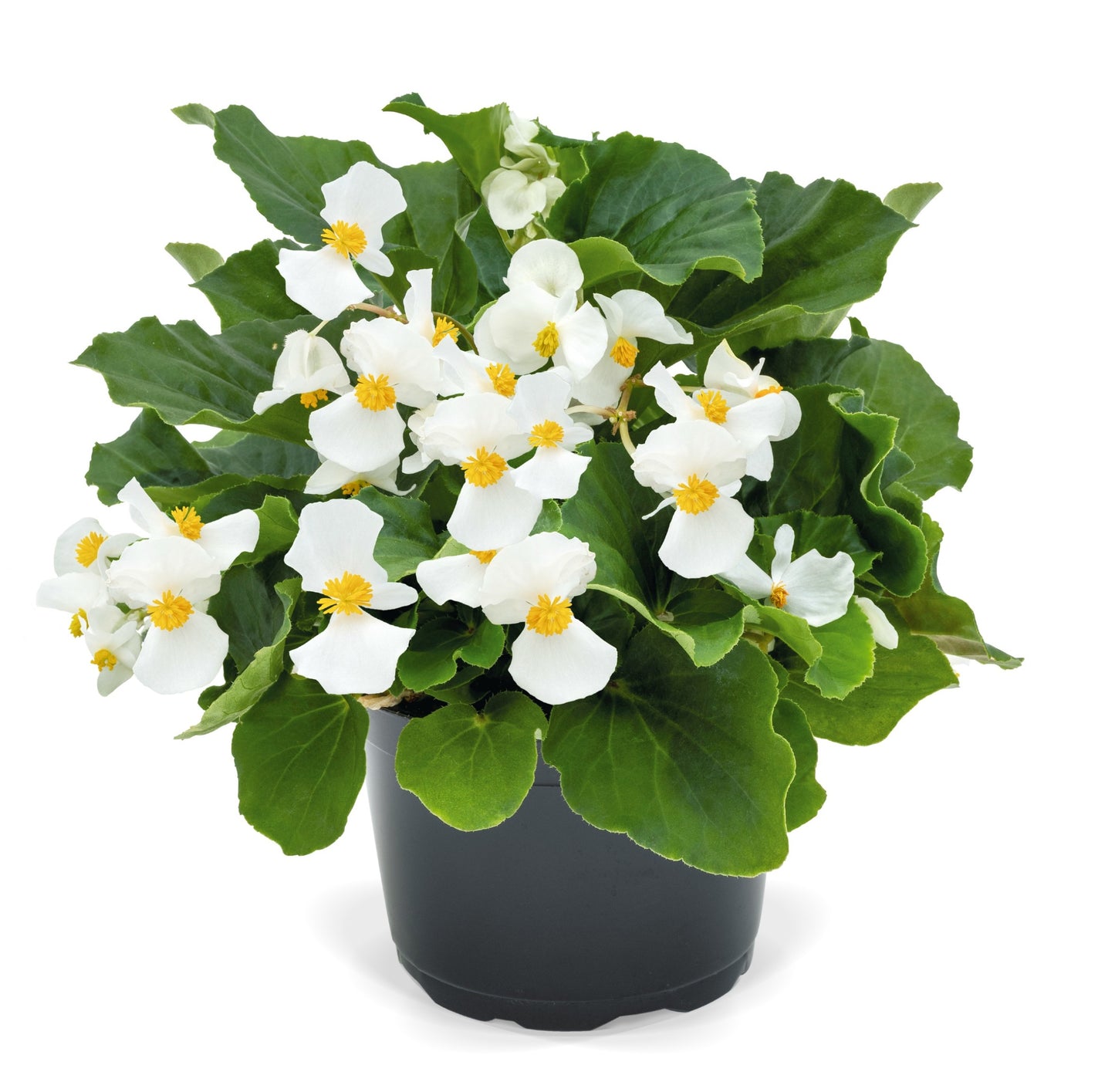 Begonia | Whopper - 3 Quart