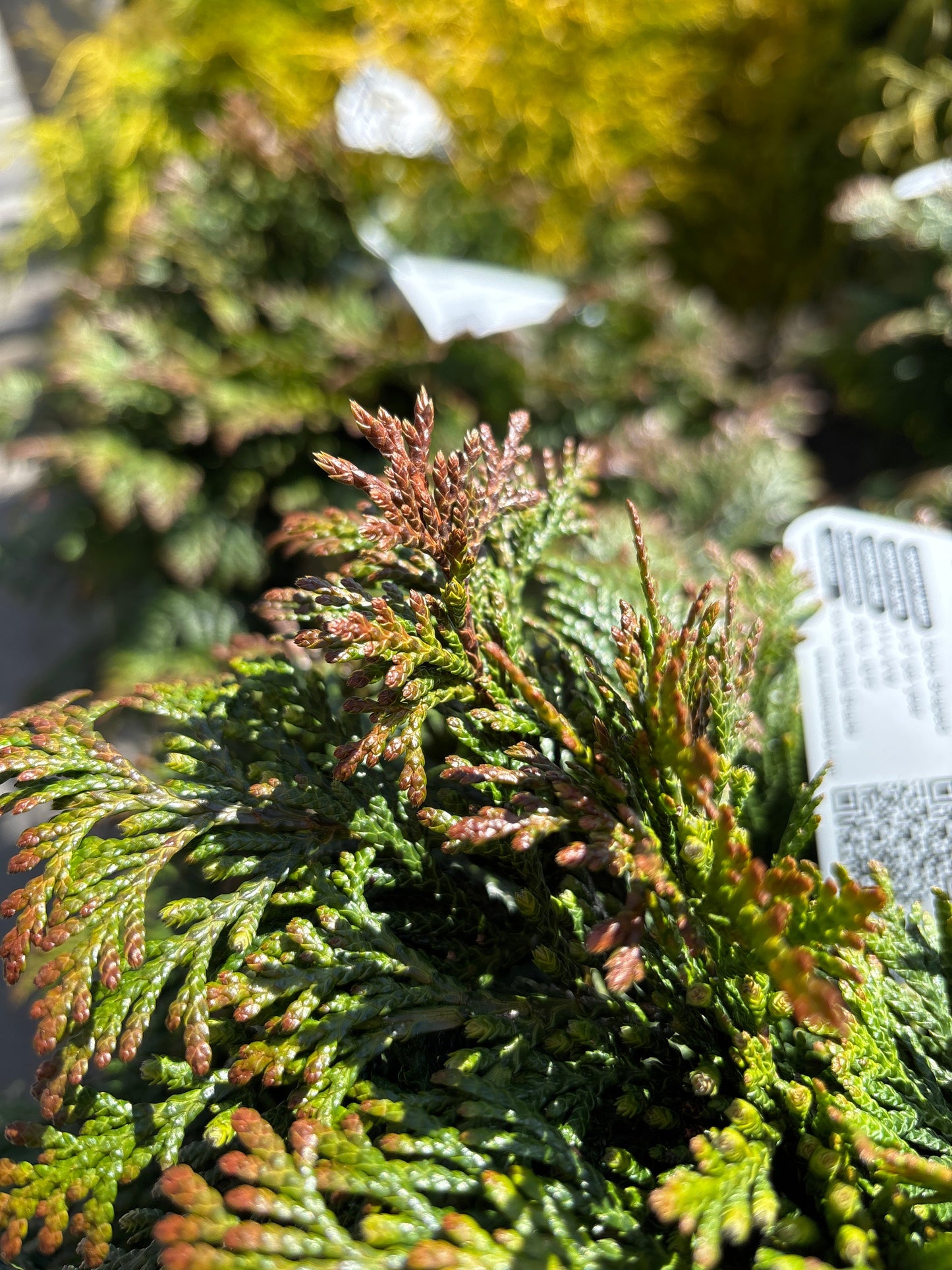 Thuja | Green Ball Arborvitae - 3 Gallon