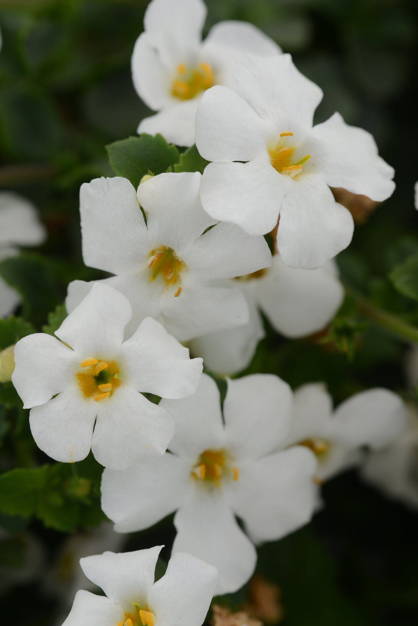 Bacopa | MegaCopa - 1 Quart
