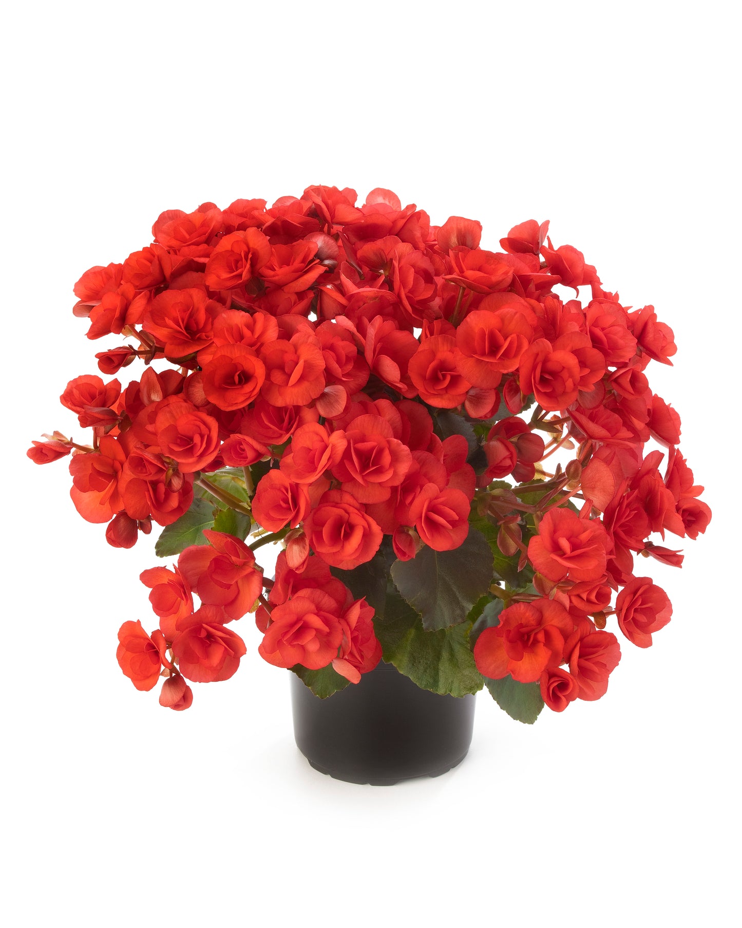 Begonia | Reiger - 1 Quart