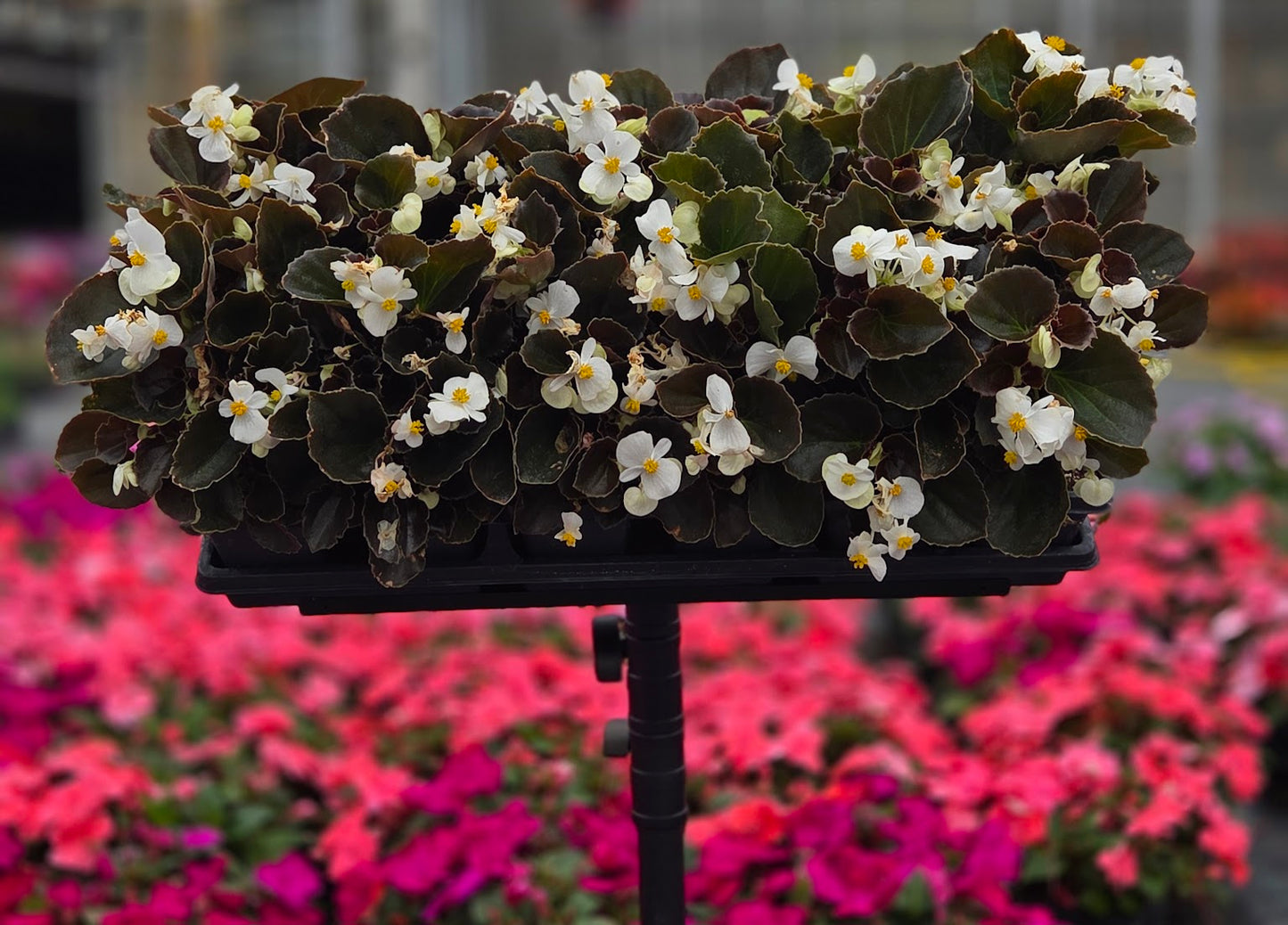Begonia | Cocktail - 4 Pack