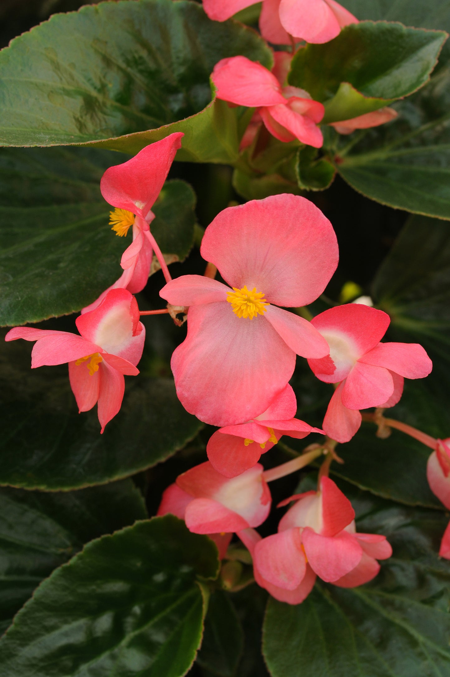 Begonia | Whopper - 1 Quart