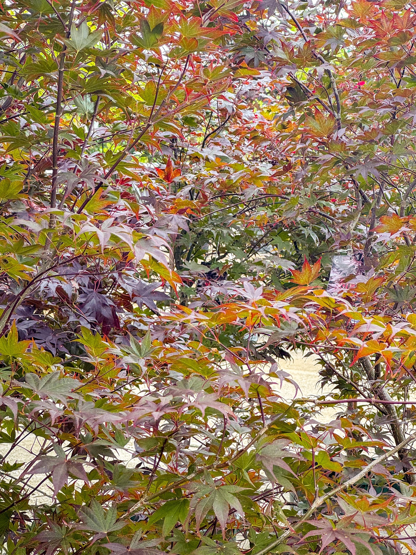 Acer | Bloodgood Japanese Maple | Squat - 10 Gallon