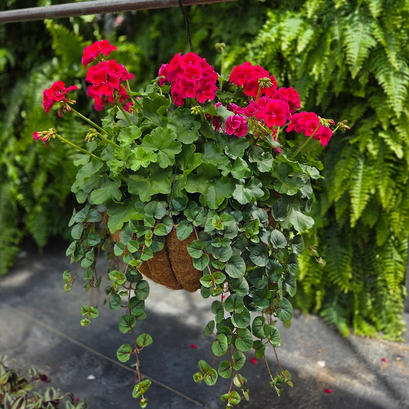 BloomMate Geranium | Crimson Flame - Grand Hanging Basket