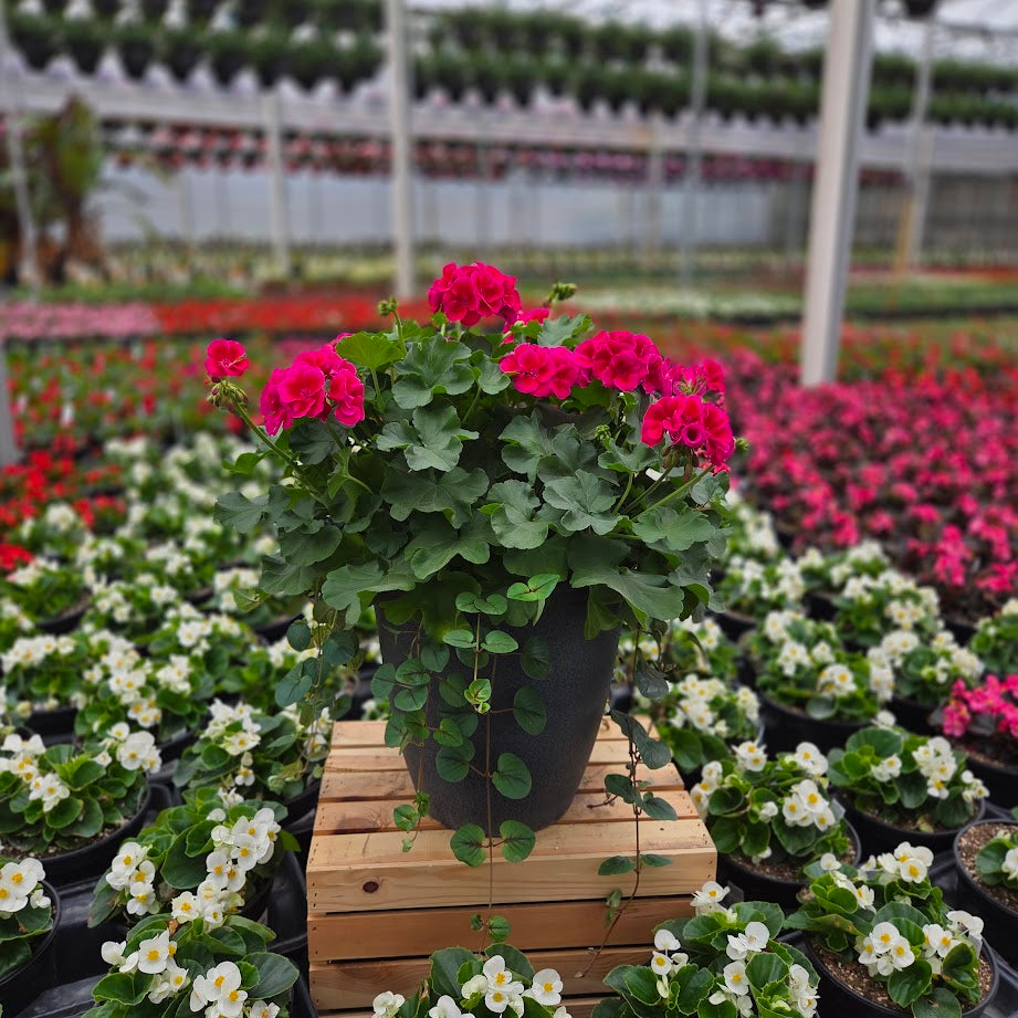 BloomMate Geranium | Crimson Flame - Medium Patio Container