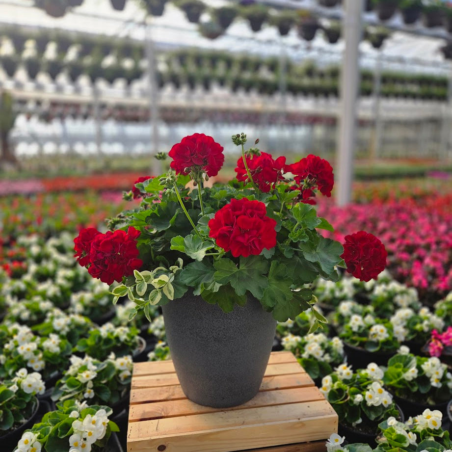 BloomMate Geranium | Dark Red - Medium Patio Container