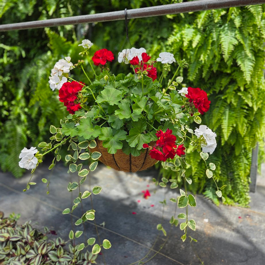 BloomMate Geranium | Dark Red & White - Grand Hanging Basket