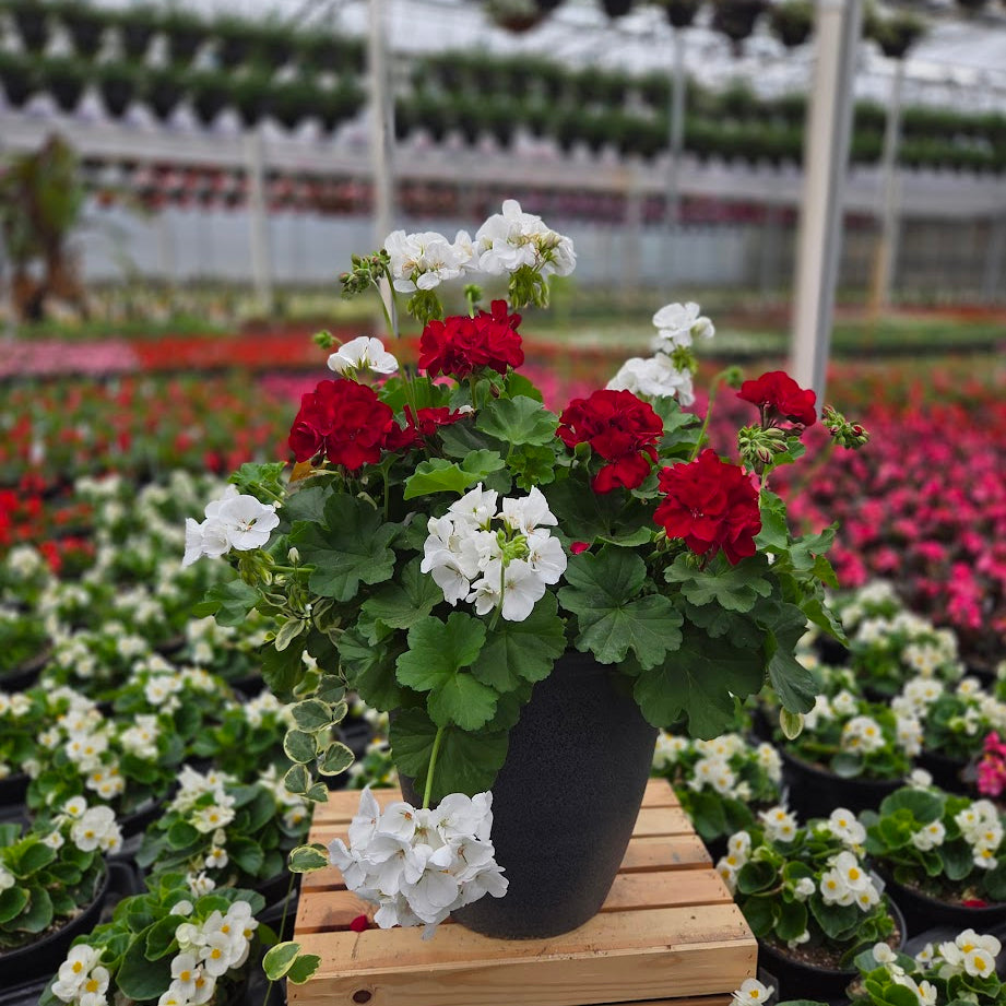 BloomMate Geranium | Dark Red & White - Medium Patio Container
