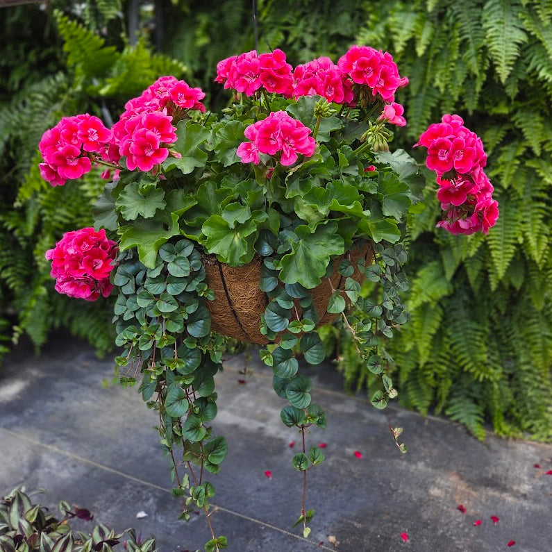 BloomMate Geranium | Mega Rose Splash - Grand Hanging Basket