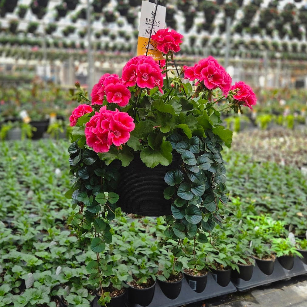 BloomMate Geranium | Mega Rose Splash - Large Hanging Basket