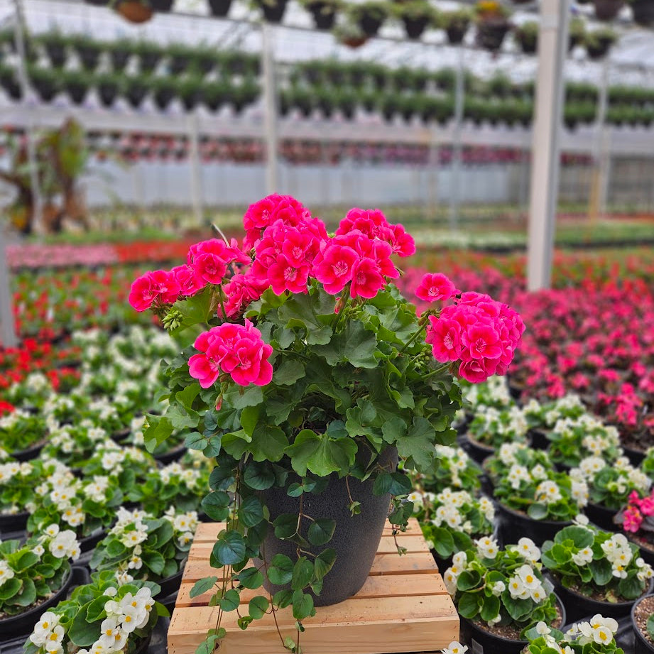BloomMate Geranium | Mega Rose Splash - Medium Patio Container