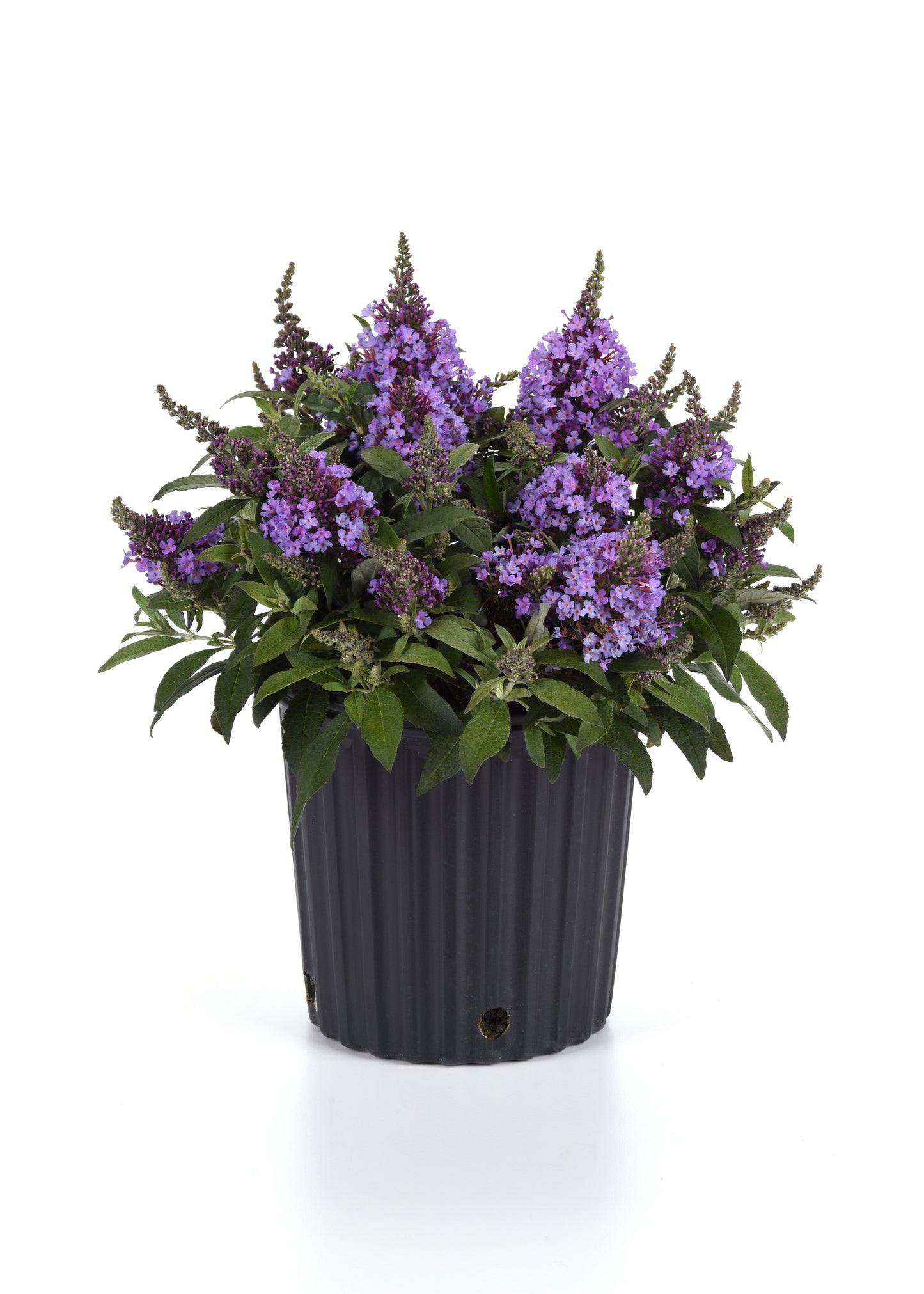 Buddleia | $12 Pollinator Favorites