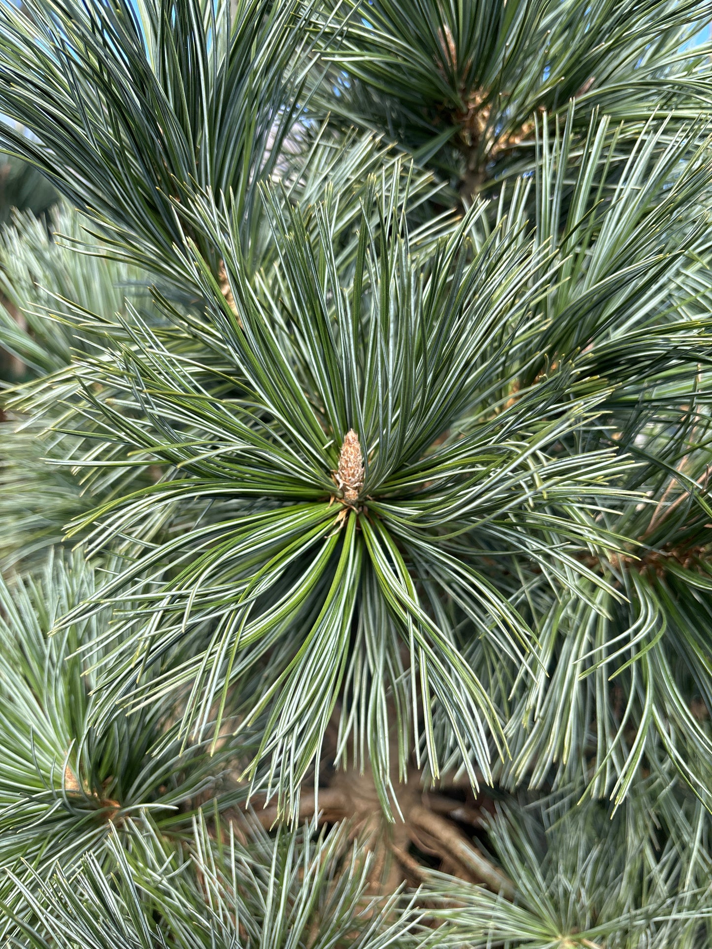Pinus | Vanderwolf's Pyramid Limber Pine