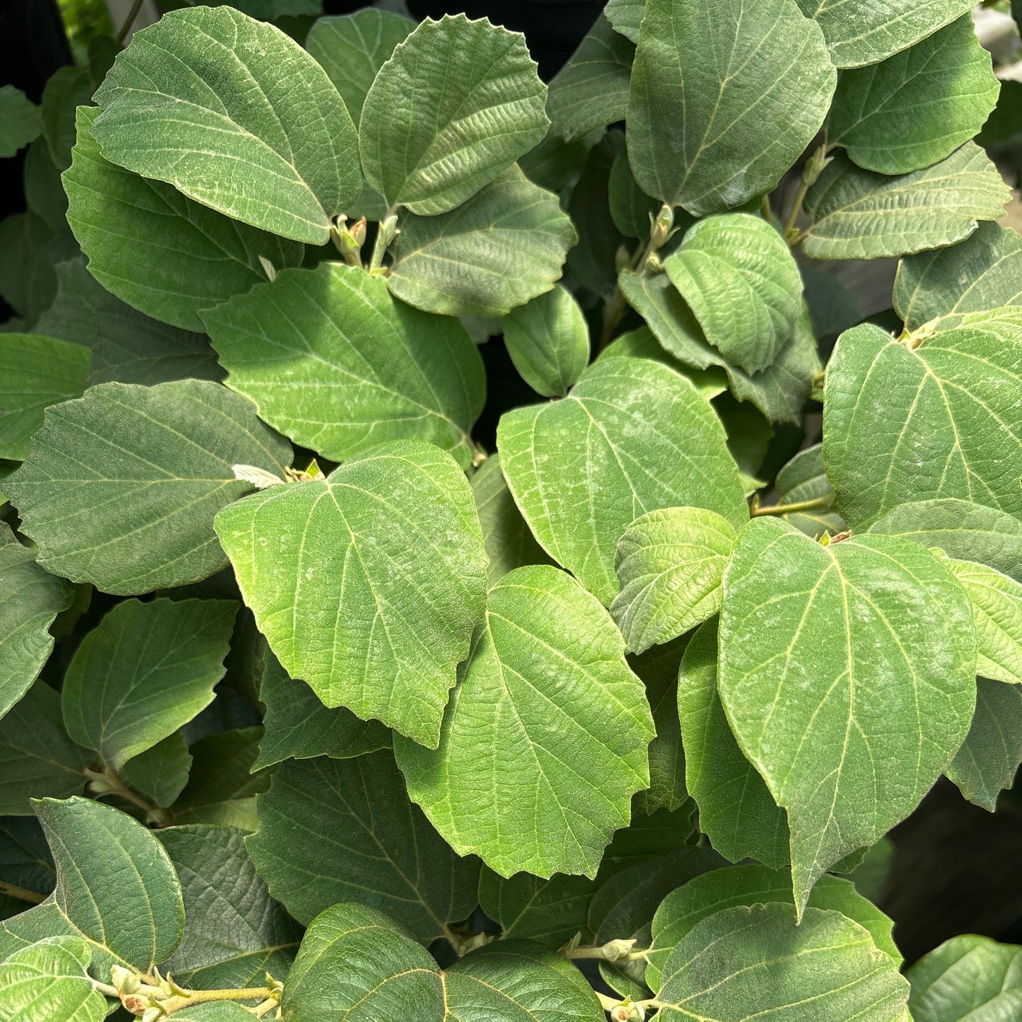 Fothergilla | Dwarf Fothergilla - 3 Gallon