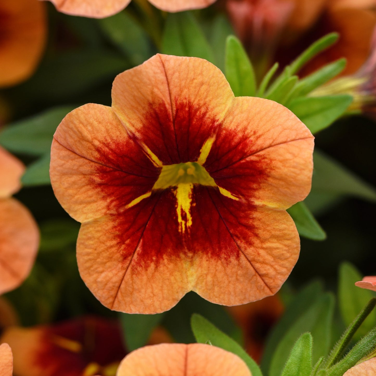 Calibrachoa | Bumble Bee - 1 Quart