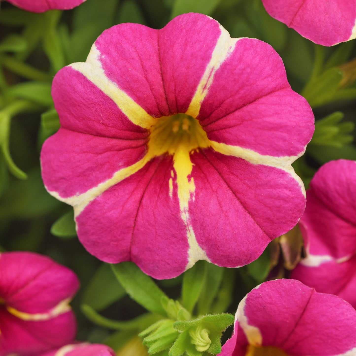 Calibrachoa | Cha-Cha - 1 Quart