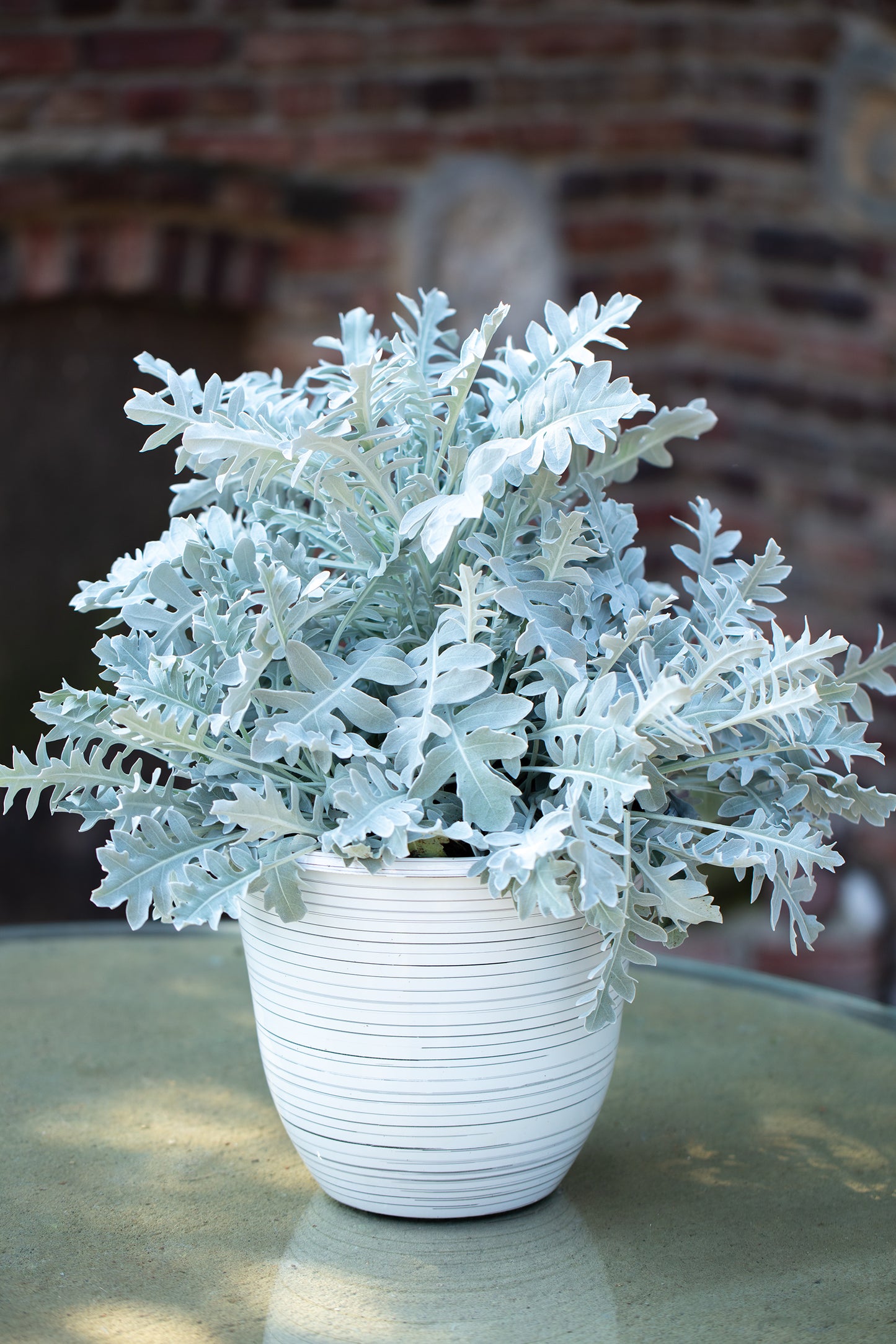 Artemisia | Chrome Fountain - 1 Quart