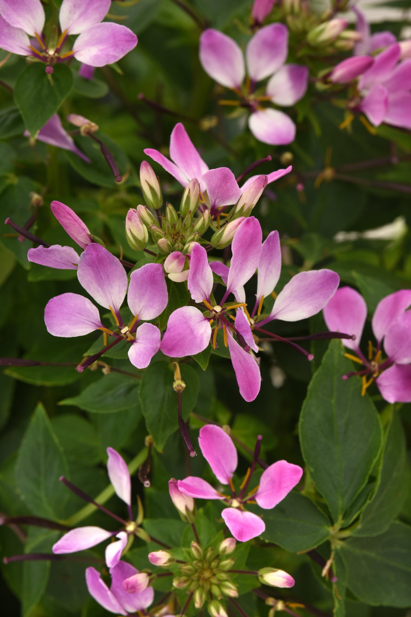 Cleome | Lavender Dreams - 1 Quart