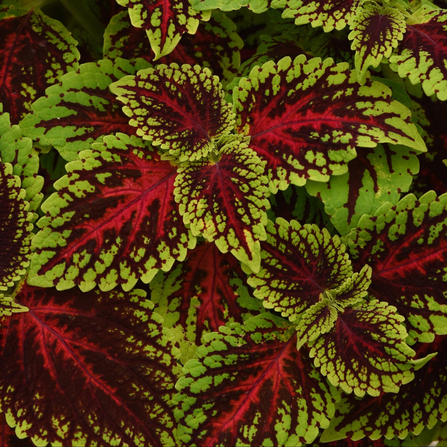 Coleus | ChargedUp - 3 Quart