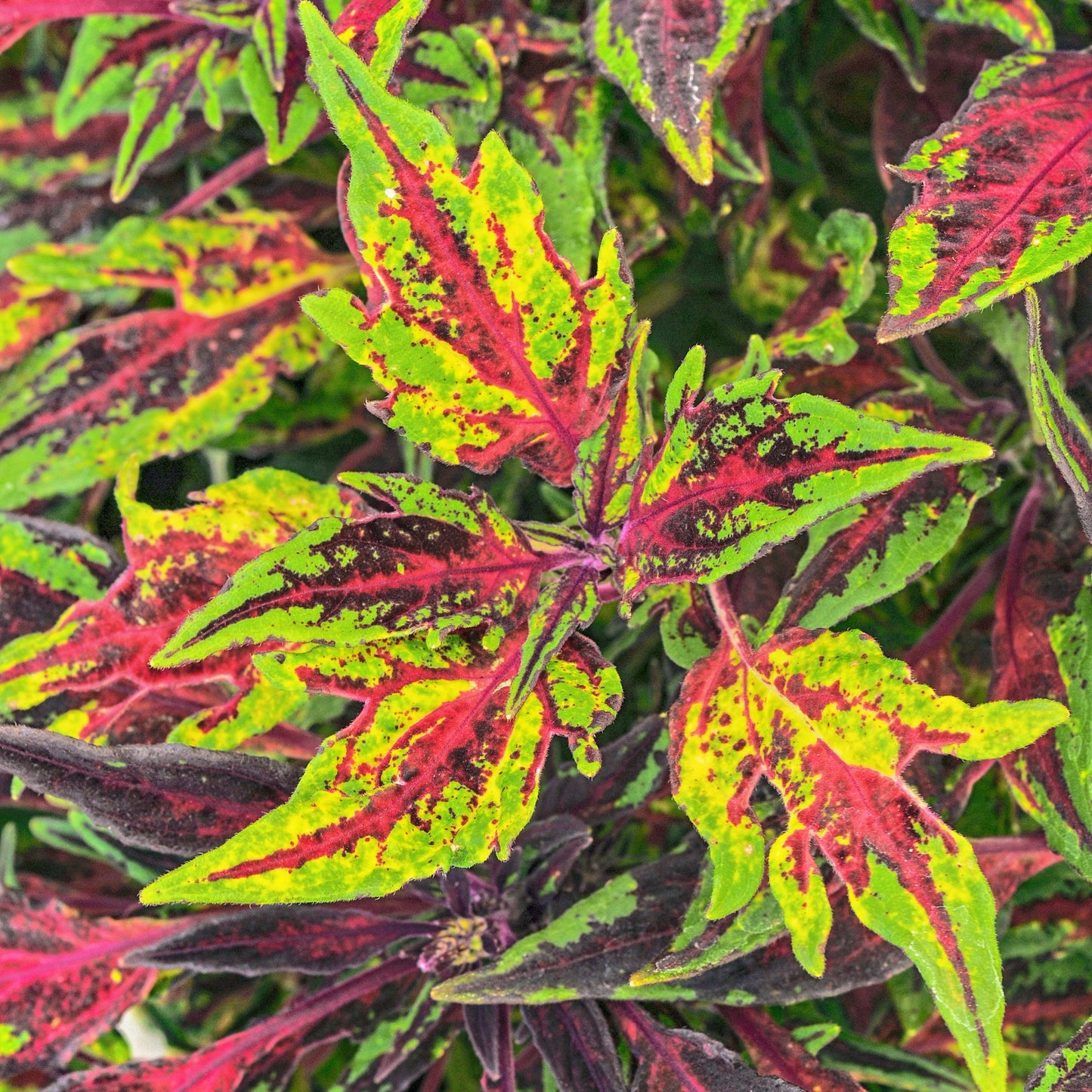 Coleus | FlameThrower - 1 Quart