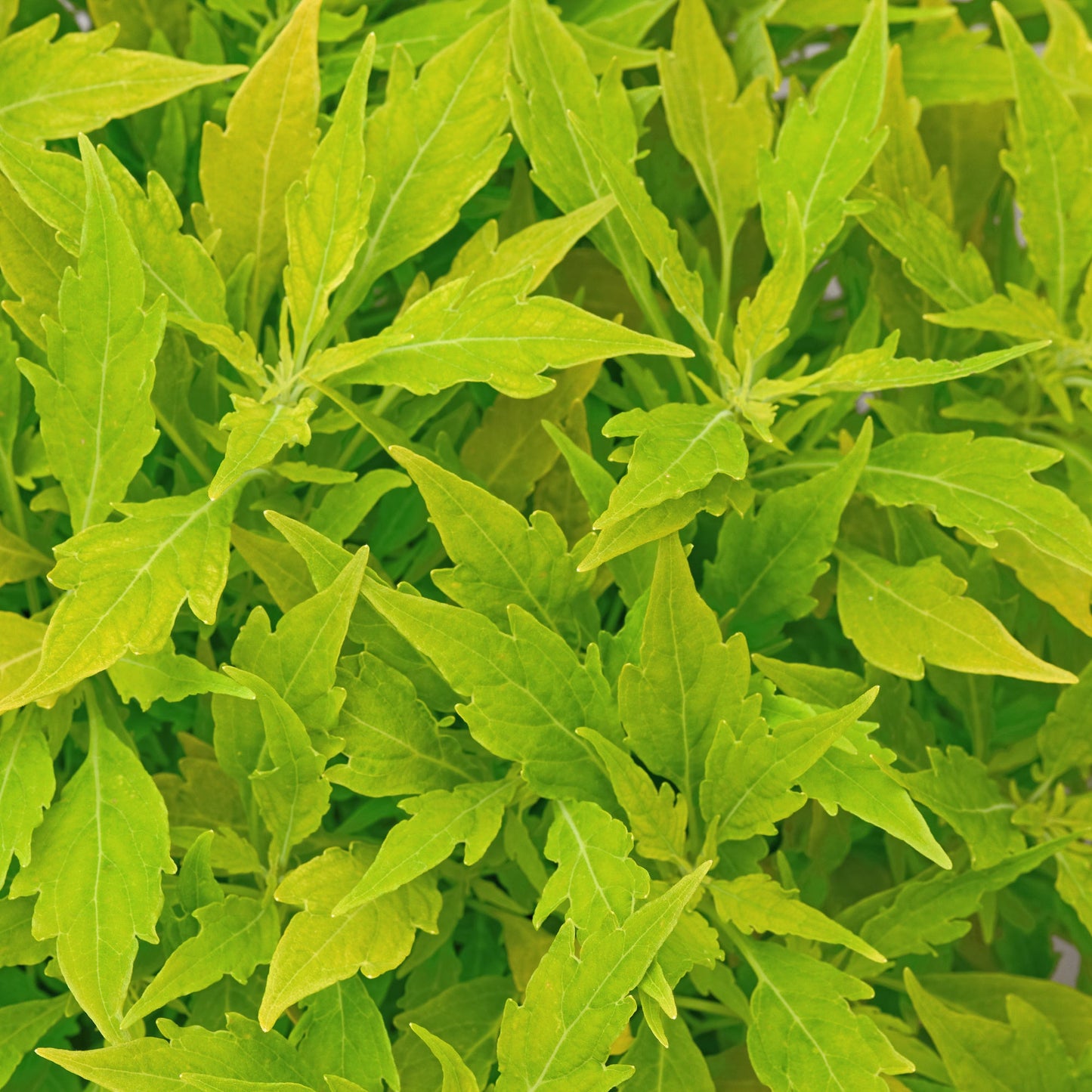 Coleus | FlameThrower - 1 Quart